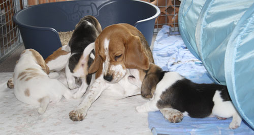 Welpen spielen mit groÃYem Beagle